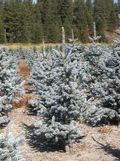 Colorado Spruce